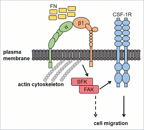 Figure 6. Proposed mechanisms of FN-induced macrophage migration through the SFK-FAK/CSF-1R pathway. Macrophage adhesion onto FN, through β1 integrin, activates the SFK/FAK complex, thereby leading to CSF-1R phosphorylation and migration. CSF-1R-independent migration induced by FN (dashed line) cannot be excluded, although not observed in our experiments. FN, fibronectin; CSF-1R, Colony-Stimulating Factor-1 Receptor; SFK, Src Family Kinases; FAK, Focal Adhesion Kinase; α and β1, integrin subunits.