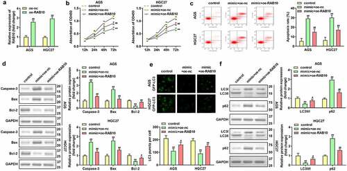 Figure 6. Effects of RAB10 on GC cells. (a) RAB10 expression levels were detected by using RT-qPCR after transfection. (b) Cell viability was detected by using CCK-8. (c) Cell apoptosis was detected by using flow cytometry. (d) Apoptosis-related proteins were measured using Western blotting assay. (e) LC3 puncta were identified through immunofluorescence staining. (f) Autophagy-related proteins were measured by using Western blotting assay. **P < 0.01, compared with oe-nc, and control group. #P < 0.05, ##P < 0.01, compared with mimic + oe-nc group.