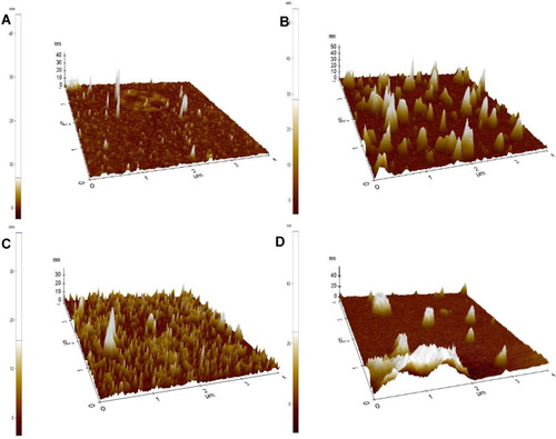 Figure 16 AFM analysis of: (A) Unloaded nanocarrier of A. heterophylla, and (B) Drug-loaded nanocarrier of A. heterophylla. (C) Unloaded nanocarrier of P. chilensis, and (D) Drug-loaded nanocarrier of P. chilensis.