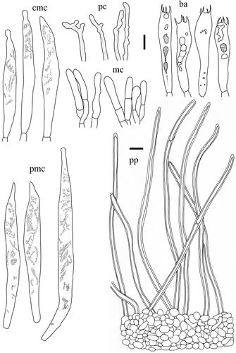 Figure 9. Microscopic features of Lactifluus orientivellereus sp. nov. All scale bars = 10 µm. Horizontal scale bars are for pileipellis and vertical scale bars are for other microscopic features.