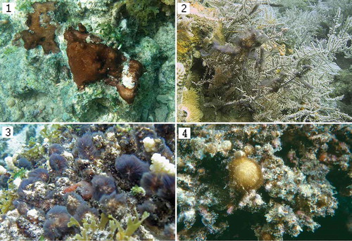Figs 1–4. Field populations of: Fig. 1. Hydrocoleum coccineum Mayotte-4, reef Cou 4-2, 2 m depth; Fig. 2. Field population of H. glutinosum Mayotte-2, attached to Acropora (reef CB2), depth 7 m; Fig. 3. H. majus Mayotte-5; reef Cou 4-2, 2 m depth; Fig. 4. H. glutinosum PP1. Noumea lagoon, New Caledonia.