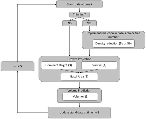 Figure 2. Description of the model application in the new stand-level model. Numbers in brackets corresponds to the equations presented in the text.