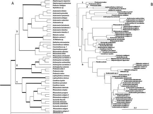 Figure 2. Consensus BI tree from the last 100 trees of the analysis of the Class Coscinodiscophyceae from datasets 11 (A) and 25 (B). Thickest lines in A represent 100% PP support for that clade, next thickest line represents >50 % support. Clades are numbered and lettered going from left to right in the tree as discussed in the text, e.g. 1, a. Scale bar in B represents 0.3 substitutions/site.