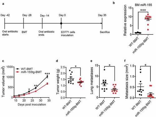 Figure 1. miR-155-overexpressing bone marrow cells reduce tumor growth and lung metastasis. (a) Timeline of this experiment. Seven-week-old, female C57BL/6 mice received oral antibiotics for 2 weeks both prior to and after lethal irradiation and bone marrow transplantation with either WT or miR-155tg bone marrow. 4 weeks after BMT, 2 × 105 EO771 tumor cells were implanted into each of the 4th pair of mammary fat pads, tumor growth was monitored and the mice were sacrificed 35 days after tumor inoculation. (b) miR-155 expression in bone marrow (BM) of all mice at the conclusion of the study to confirm successful bone marrow transplant. Tumor growth over 35 days (c) and tumor weights (d) at sacrifice. Manual counting of lung surface metastases (e) and measured average size determined using serial lung sections (f). Results are shown as means ± SEM (n = 10). *p < .05, **p < .01, ***p < .005