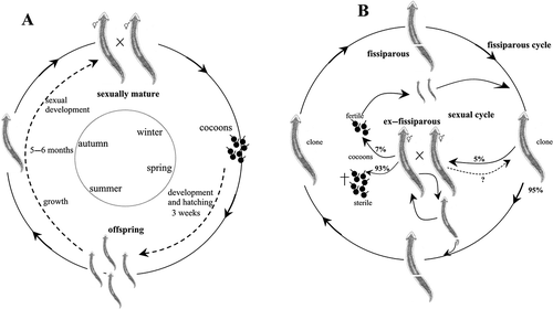 Figure 7. Schematic overview of the life cycles and reproductive patterns of Dugesia etrusca. A. sexual cycle with seasonal rhythm in both sexual populations and sexual individuals from mixed populations (EM strain from Sardinia and ES strain from Tuscany); B. life cycle of fissiparous individuals from mixed populations (ES strain). The ex-fissiparous individuals lack the hyperplasic ovaries and increase of body size observed in other species with only fissiparous populations.