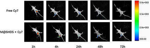 Figure 4 Controlled-release characteristics of M@SHDS. In vivo near-infrared imaging of 0.1 mL, Cy7 solution (0.015 mg/mL), and M@SHDS loaded with equivalent Cy7 in mice subcutaneously at different time points (1 h, 6 h, 24 h, 48 h, 72 h).