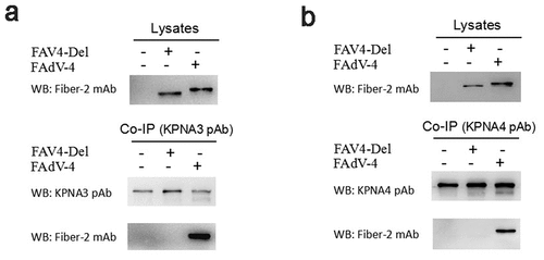 Figure 5. Evaluation of the interaction between KPNA3/4 and FAV4-Del. LMH cells were infected with FAdV-4 and FAV4-Del at 0.1 MOI respectively, and lysed and immunoprecipitated with KPNA3 (a) or KPNA4 (b) polyclonal antibodies, and then the cell lysates were detected with mAb 1C9 against Fiber-2, while the immunoprecipitates were detected with polyclonal antibodies against KPNA3(A) and KPNA4 (B), and mAb 1C9 against Fiber-2, respectively