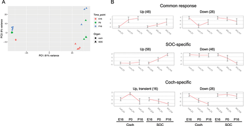 Figure 6. miRNA expression profiles in the developing SOC and cochlea. (a) PCA of the miR-seq data shows that the main component (PC1) is associated with organ-specific expression programs, while the second component (PC2) reflects developmental programs that are shared by the cochlea and the SOC. (b) The main clusters detected for the differentially expressed miRnas in our dataset.