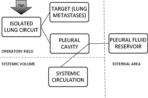 Figure 5. Metabolic destinies of TNF-α. After injection into the isolated circuit, the cytokines can be distributed to the lung and to the lung metastases or they can leak into the pleural cavity. Thereby, they can be removed by the operator by aspiration or can be reabsorbed by the pleural venous and lymphatic circulation.