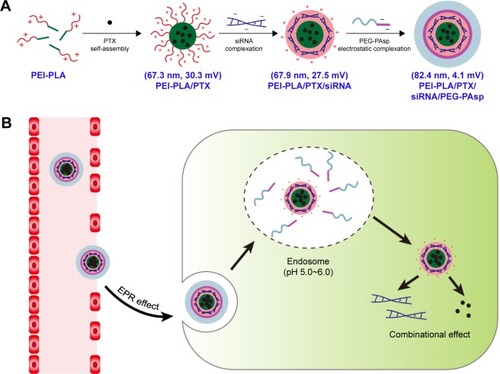 Figure 1 (A) PTX/siRNA-loaded layer-by-layer nanoparticle delivery system. (B) Schematic of the intracellular therapeutic mechanism of the PTX/siRNA-loaded layer-by-layer nanoparticles.Abbreviations: PTX, paclitaxel; PEI-PLA, polyethyleneimine-block-polylactic acid; PEG-PAsp, poly(ethylene glycol)-block-poly(L-aspartic acid sodium salt); EPR, enhanced permeation and retention.