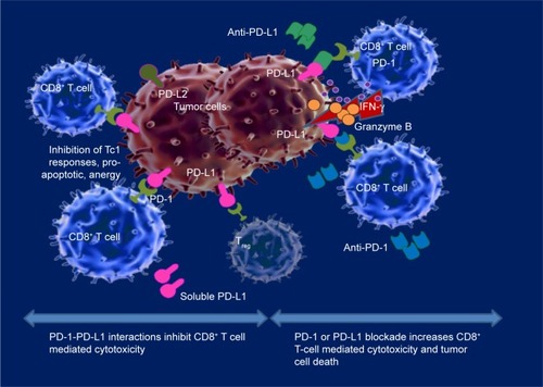 Figure 1 PD-1- PD-L1 axis blockade in cancer.