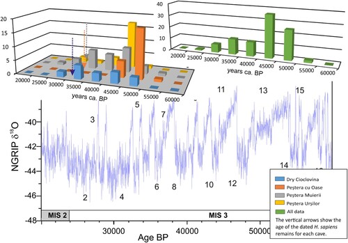 Figure 4. Histograms with the measured radiocarbon ages cal BP. The frequencies of age occurrence are considered as indicating demographic changes of U. spaeleus over time. Approx. 110 radiocarbon ages (including these presented for the first time in this study) were considered from the first publication date. Radiocarbon ages are recalibrated with IntCal 20 [Citation45]. The considered caves from the Carpathian realm are: (1) Cioclovina Uscată for U. spelaeus: this study, [Citation19,Citation28,Citation31]; for H. sapiens: [Citation16,Citation19]; (2) Peștera cu Oase for U. spelaeus: [Citation28,Citation32]; for H. sapiens: [Citation33]; (3) Peștera Muierii for U. spelaeus: [Citation17,Citation20,Citation34,Citation35]; for H. sapiens: [Citation16,Citation17]; (4) Peștera Urșilor for U. spelaeus: [Citation28,Citation35,Citation36].