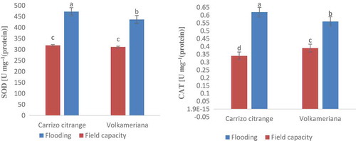 Figure 2. Effect of flooding stress on antioxidant enzymes activity of superoxide dismutase (SOD) and catalase (CAT) in Volkameriana and Carrizo Citrange rootstocks.