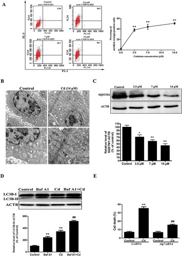 Figure 1. Cd induces autophagic cell death in cultured MSCs. (a) The cells were treated with Cd at various concentrations (0, 3.5, 7, 14 μM) for 24 h and then analyzed for autophagy using acridine orange staining assessed with flow cytometry. (b) Electron microscopy revealed an increased number of AVs, and the lower panels are magnified portions of the upper panels. (c) A representative immunoblot and quantification analysis of SQSTM1 in MSCs treated with increasing concentrations of Cd. ACTB (actin, beta) was used as a loading control. (d) The MSCs were incubated with Cd (14 μM) in the absence or presence of Baf A1 (10 nM) for 24 h. The expression of LC3B-II was quantiﬁed by normalization of its density to that of ACTB. (e) Atg7 siRNA treatment decreased cell death by inhibiting autophagy. The results are expressed as the percentage of the control, which was set to 100 %. The values are presented as the means ±SEM, *p < 0.05, **p < 0.01 versus the control group, ##p < 0.01 versus the Cd (14 μM) group. (n = 3).