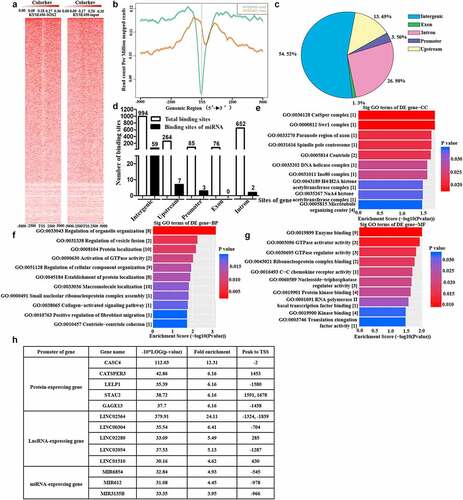 Figure 7. Overview of the binding sites of SOX2 protein on the genome of KYSE450 cells. A. Heatmap of the binding sites of SOX2 protein on the genome of KYSE450 cells after enrichment with SOX2 antibody (n = 3 per group). B. Distribution of peaks within TSS ±5 kb in the KYSE450-SOX2 samples and KYSE450-input control samples. C. Distribution of peak centers on all types of sites within the genome of KYSE450-SOX2 samples and KYSE450-input control samples. D. The total peak distribution of genomic DNA and microRNA genes in KYSE450-SOX2 samples and KYSE450-input control samples. E-G. Enrichment of cellular components, biological processes and molecular functions was performed with genes whose promoter regions contained the peaks. The number in the bracket indicates the number of enriched genes. H. Detailed information on the top five peaks located in the promoter of protein-expressing and lncRNA-expressing genes, and the total three peaks occurred in the promoter of miRNA-expressing genes.