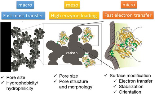 Figure 3. Hierarchical structure of porous carbon for enzyme electrode.