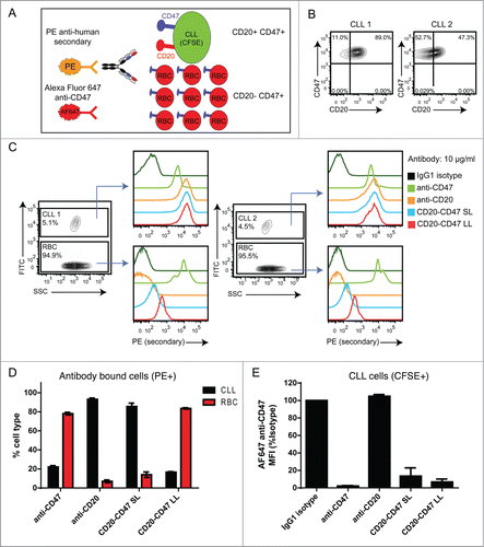 Figure 3. CD20-CD47 SL selectively binds to dual antigen-expressing cells in the presence of an antigen sink: (A) Schematic of the experimental design to assay for selectivity in binding to dual antigen-expressing cells in the presence of an excess of CD47-only expressing cells. CLL cells were labeled with CFSE and mixed with a 20-fold excess of CD20-CD47+ human red blood cells (RBCs). Cell mixtures were incubated with primary antibody prior to staining with PE anti-human Fc secondary and AF647 anti-CD47, and analysis by flow cytometry. (B) Two primary CLL samples were stained for CD47 and CD20 expression to identify the percentage of dual antigen-expressing cells by flow cytometry. (C) CLL cells were distinguished from RBCs on the basis of CFSE uptake. Primary antibody was used at 10 μg/ml and binding to cells was detected with PE secondary antibody staining. (D) Percentages of CLL cells (CFSE+) and RBC (CFSE-) within the antibody bound (PE+) population. A single replicate from each donor was averaged together (n = 2). (E) Binding of AF647 anti-CD47 to CLL cells from panel C is reported as MFI normalized to isotype control. A single replicate from each donor was averaged together (n = 2).