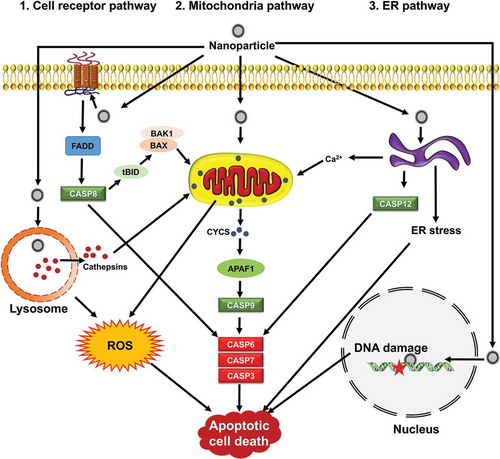Figure 3. Signaling pathways by which NPs induce apoptosis. Apoptosis is mediated through 3 main apoptotic pathways including cell receptor, mitochondria and ER, that converge upon activating caspases. Mitochondria are central during apoptosis and can act as amplifiers of the cell receptor pathway through CASP8-mediated BID clevage (truncated BID, tBID) and BAX or BAK1 activation. NPs can induce apoptosis via organelle dysfunction, ROS generation, ER stress and DNA damage.