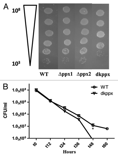 Figure 5. Osmotic stress responses of C. jejuni ∆ppx mutants. The dkppx mutant shows decreased osmotic stress tolerance on solid media (A) as well as liquid media (B). In liquid media osmotic stress was determined by monitoring cells survival at different time points. Each bar represents the mean ± SE from 3 independent experiments with duplicate samples in each experiment. *P ≤ 0.05.