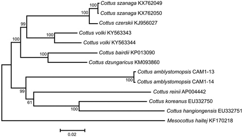 Figure 1. Maximum likelihood tree for the Sakhalin sculpin Cottus amblystomopsis specimens CAM1-13 and CAM1-14, and GenBank representatives of the family Cottidae. The tree is constructed using whole mt genome sequences. The tree is based on the General Time Reversible + gamma + invariant sites (GTR + G + I) model of nucleotide substitution. The numbers at the nodes are bootstrap percent probability values based on 1000 replications.
