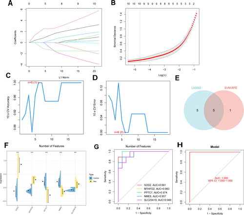 Figure 4. Machine learning for screening of signature MitoDEGs and construction of diagnostic models. (A,B) LASSO algorithm; (C,D) SVM-RFE algorithm; (E) The obtained signature genes by intersection between LASSO and SVM-RFE methods; (F) expression of signature genes in dataset GSE143303; (G) ROC analysis of five signature genes; (H) diagnostic model based on five signature genes.