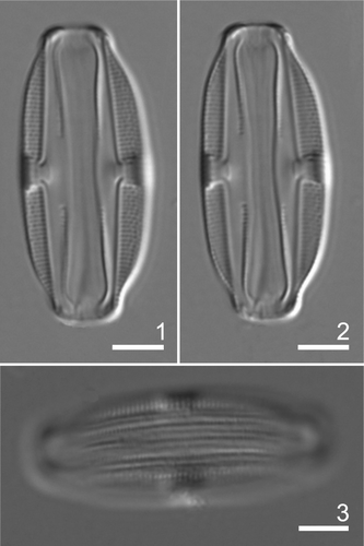 Figs 1–3. Amphora fontinalis type material: LM. Figs 1, 2. Frustule in ventral view, same specimen at different focus. Fig. 3. Frustule in dorsal view. Scale bars: 5 µm.