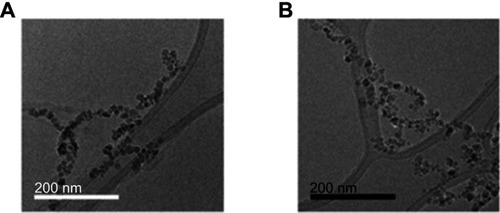 Figure 1 TEM images of magnetoliposomes (MLs). (A) anionic MLs, (B) c-RGD MLs. Note the covering around the nanoparticles (phospholipidc bilayer). Scale bar (A) =200 nm. (B) =200 nm.