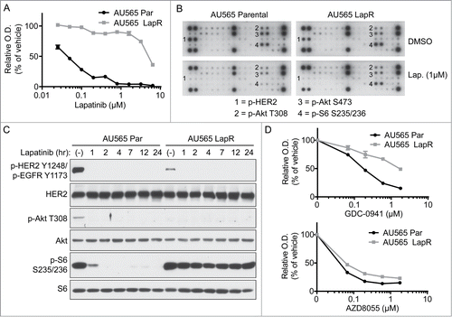 Figure 1. Lapatinib-resistant cells possess enhanced mTOR activation and are dependent on mTOR but not PI3K. (A) AU565 parental and LapR cells were treated with indicated concentrations of lapatinib or vehicle in triplicate in 96-well plates. After four days of treatment, MTT assay was performed. O.D. denotes optical density and is indicative of cell number. (B) AU565 parental and LapR cells were treated with DMSO or 1μM lapatinib for 2 hours, followed by analysis of various phospho-RTKs and phosphoproteins using PathScan RTK Signaling Antibody Arrays (Cell Signaling). (C) AU565 parental and LapR cells were treated with 1μM lapatinib for indicate times followed by western blot analysis. (D) AU565 parental and LapR cells were treated with the PI3K inhibitor GDC-0941 or the mTOR kinase inhibitor AZD8055 for 4 days, followed by MTT assay. Error bars indicate s.e.m.