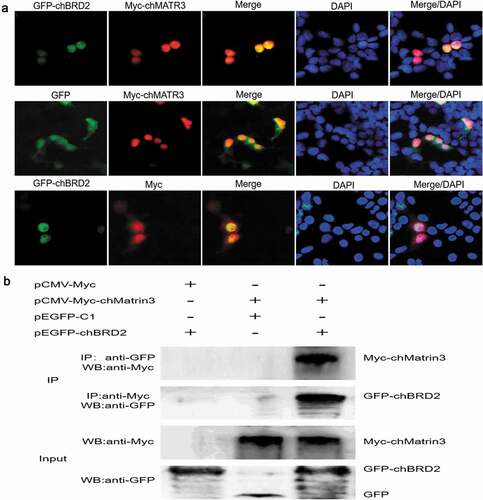 Figure 7. Identification of interaction between chBRD2 and chMATR3 by fluorescence co-localisation and Co-IP assays. (a) Co-localisation of chBRD2 and chMATR3 in plasmids co-transfected DF-1 cells. Original magnification was 1 × 200. (b) Co-IP assay was used to verify the interaction between chBRD2 and chMATR3