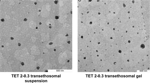 Figure 6 TEM images of TET 2-0.3 transethosomes in its suspension and transethosomal gel forms.