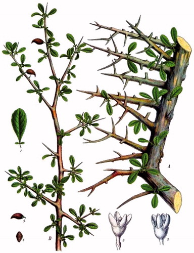 Figure 1. Commiphora myrrha plant.