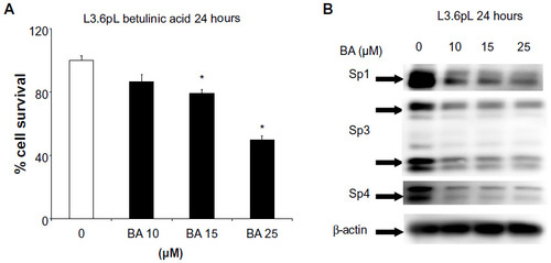 Figure 2 BA inhibits pancreatic cancer cell growth (A) and downregulates Sp1, Sp3, and Sp4 after 24 hours treatment (B).