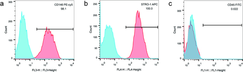 Figure 1. Detection of surface markers of hPDLSCs. CD146 antigen expression (a), STRO-1 antigen expression (b), CD45 antigen expression (c) on the hPDLSCs surface. hPDLSCs, human periodontal ligament stem cells.