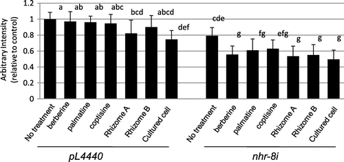 Fig. 4. Effects of berberine, palmatine, coptisine, cell extracts of Coptis rhizomes and cultured Coptis cells on lipid accumulation in RNAi control and nhr-8 RNAi worms.Notes: Oil Red O staining intensity quantified as the average of 10–12 images for each compound tested and normalized to the RNAi control sample; error bar = standard deviation; different letters indicate the statistic significance at *p < 0.05 (ANOVA followed by Tukey’s test). Berberine, palmatine, and coptisine were treated at 100 μM. Cell extract of Coptis rhizome A contains 104 μM berberine, 30 μM palmatine, 23 μM coptisine, while that of rhizome B contains 95 μM berberine, 5 μM palmatine, 5 μM coptisine and that of cultured Coptis cell contains 105 μM berberine, 5 μM palmatine, 20 μM coptisine.