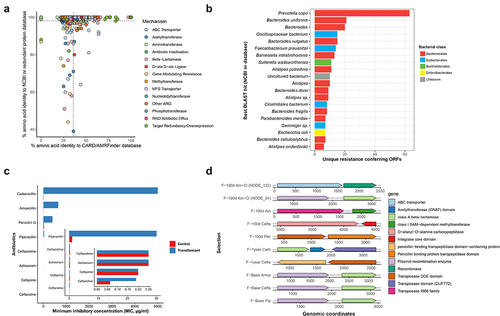 Figure 6. Functional metagenomic screening using E. coli as a surrogate host reveals an enriched gut resistome in amoxicillin exposed patients. (a) Amino acid identity between all of the functionally identified ARGs and their top hit in CARD/AMRFinder versus their top hit in the NCBI non-redundant protein database, colored by their mechanism of action. The vertical and horizontal dotted lines indicate the mean percentage identity of functional ARGs in the CARD/AMRFinder and NCBI database, respectively. (b) Horizontal bar plot showing the top 20 most commonly predicted hosts of functionally selected ARGs on the basis of maximum identity BLAST hits in the NCBI non-redundant protein database. Different colored bars represent different bacterial species orders. (c) Minimum inhibitory concentrations (MICs) of putatively novel ARG for Escherichia coli pZE21 transformants producing class A beta-lactamase and Escherichia coli pZE21 without the insert. This novel ARG has 100% amino acid identity to serine hydrolase (NCBI GenBank) and 38% of amino acid identity to known class A beta-lactamase (CARB-11) gene identified using BLASTP against the Comprehensive Antibiotic Resistance Database (CARD). Bars represent the average value from three independent experiments each. (d) Synteny of functionally selected ARGs with mobile genetic elements. Putative mobile genetic elements were identified syntenic to ARGs recovered from amoxicillin-clavulanate (a,b), aztreonam (c), ceftazidime (d, g, i), penicillin G (e), carbenicillin (f), amoxicillin (h) and piperacillin (j) selections. The x-axis shows the metagenomic coordinates.