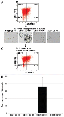 Figure 3 Enhanced tumorsphere-forming ability of Lin−/CD24+/CD49f+ cells in comparison with other sorted subpopulations. (A) Morphology of tumorspheres grown in ultra-low attachment plates from Lin−/CD24+/CD49f+ fraction and other sorted cells in culture. Lin−/CD24+/CD49f− cells occasionally formed small cell aggregates but did not generate tumorspheres. Images were taken on day 10 after plating of freshly sorted cells. Bars represent 50 µm. (B) Quantification of tumorsphere-initiating cells based on data generated from culturing sorted cells under non-adherent conditions from three independent sorted tumors. (C) FACS profile of a tumor generated upon orthotopic transplantation of 50 CD24+/CD49f+ spheres into a syngeneic female mouse.