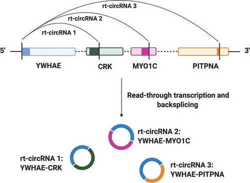 Figure 3. Example of the biogenesis of rt-circRNAs by read-through transcription. YWHAE produces three rt-circRNAs with three different partner genes (CRK, MYO1C and PITPNA), demonstrating the plasticity of RNA processing mechanisms. Solid coloured blocks represent exons. Vertical black lines represent splice sites