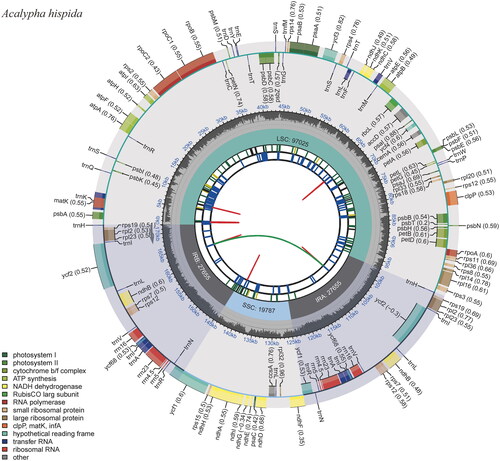 Figure 2. The chloroplast genome map of A. hispida. Genes shown outside and inside the outer circle are transcribed counterclockwise and clockwise, respectively. Genes belonging to different functional groups are displayed in different colors. The darker gray area in the inner circle indicates the GC content, and the lighter gray indicates the content of the chloroplast genome.