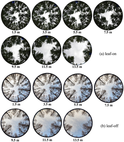 Figure 4. Upward DHP images acquired at different heights (1.5–13.5 m) with 2 m interval from the same vertical sampling point (VSP) in (a) leaf-on season (September 8, 2020) and (b) leaf-off season (April 25, 2021), respectively.