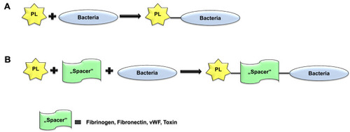 Figure 2 Direct or indirect adhesion of bacteria to platelets. (A) Direct biding of bacteria via GPIIb-IIIa or GPIb (α-β) exposed on platelet surface. (B) Indirect binding of bacteria via spacer like fibrinogen or fibronectin and GPIIb-IIIa but also GPIb (α-β) via vWF. Platelets may also bind bacteria by gC1qR or/and CD62P receptors exposed on the platelet surface. Another “spacer” that binds bacteria to platelets is IgG delivered by bacteria through the FcγRIIa receptor present on platelets.Abbreviations: PL, platelets; GP, glycoprotein; vWF, von Willebrand factor; IgG, immunoglobulin G.