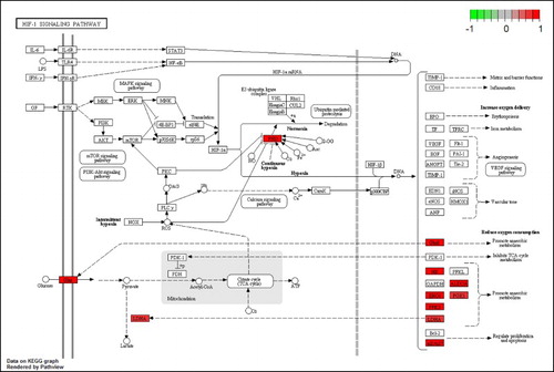 Figure 2. DEGs in the HIF-1 signaling pathway for MPP+-treated SH-SY5Y cells with APO. Scale bar at the top left represents the log2 fold change.