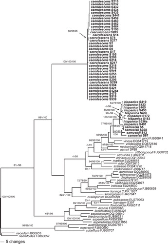 Fig. 1. Phylogram of one of 224 MP trees of length 1191 revealed by PAUP from an analysis of the tef1 matrix of sect. Trichoderma, showing the phylogenetic position of H. caerulescens, H. hispanica and T. samuelsii (formatted in boldface). Thin branches represent nodes collapsing in the strict consensus tree of all MP trees. MP and ML BS above 60% and Bayesian PP above 90% are given respectively at first, second and third position, above or below the branches; GenBank accession or isolate numbers follow the taxon labels.