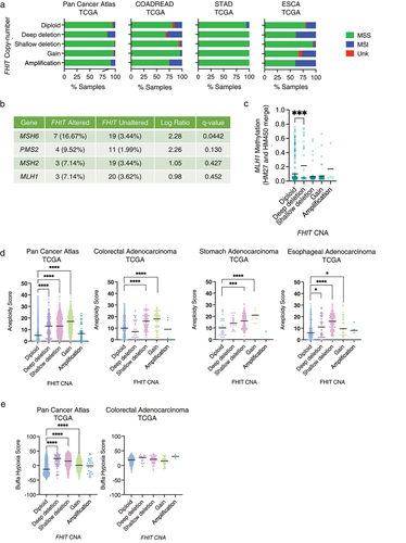 Figure 5. (a) Percentage of samples with Microsatellite Instability I MANTIS score status determined as microsatellite stable (MSS), microsatellite instable (MSI) or unknown, sorted by FHIT copy number status in different TCGA pan-cancer studies. (b) Percentage of samples harboring mutations in genes known to induce MSI in FHIT altered and non-altered samples in colorectal adenocarcinoma (TCGA, Pan-Cancer atlas, 594 samples). (c) Methylation of the promoter of the MLH1 gene at the position cg00893636 in COADREAD samples grouped by FHIT copy number alteration. (d) Aneuploidy score in tumor samples grouped by FHIT copy number status in different TCGA studies. (e) Buffa Hypoxia score in the pan cancer atlas TCGA samples (left) or TCGA colorectal adenocarcinoma.