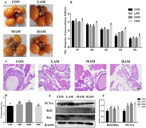 Figure 2. Ovarian morphology, ovarian index, cell proliferation and apoptosis. a–cDifferent superscripts have different means (p < 0.05). (A) Ovary morphology. (B) The diameter of preovulatory follicles (n = 6). (C) Ovarian histomorphology, scale bar: 200 μm. (D) Ovarian index (n = 6). (E, F) Western blot analysis and protein expression levels of PCNA, Bcl2 and bax in ovary. Abbreviations: CON, LAM, MAM and HAM, basal diets supplemented with 0, 1, 4 and 7% of Aronia melanocarpa (AM), respectively.