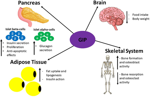 Figure 8 A summary of the direct effects that GIP has on various organs expressing GIPR upon its release during the postprandial period. This figure and the information in its legend are adapted from these studies.Citation119,Citation120,Citation308–311,Citation314,Citation315,Citation317,Citation321,Citation325,Citation330–334