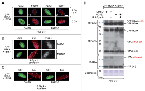 Figure 3. Rescue of 53BP1 IRIF in MG132-treated RNF8-/- MEFs. (A)RNF8-/- MEFs transiently expressing the FLAG-tagged GFP-H2AX K13R/K15R protein were pretreated with DMSO or MG132 for 1 h, exposed to IR (9 Gy) or not-irradiated and 4 h later processed for immunofluorescence. More than one hundred cells with high level of FLAG signal were scored for 53BP1 IRIF. The percentages of cells with more than 10 53BP1 foci per cell are indicated. Scale bar = 10 μm. K1315R, K13R/K15R double substitution. (B)RNF8-/- MEFs transiently expressing the FLAG-tagged GFP-H2AX K13R/K15R (K1315R) protein were pretreated with DMSO or MG132 for 1 h, exposed to IR (9 Gy) and 4 h later processed for immunofluorescence using antibodies reacting with conjugated ubiquitin (FK2) and 53BP1. (C)RNF8-/- MEFs transiently expressing the FLAG-tagged GFP-H2AX K13R/K15R (K1315R) protein were pretreated with DMSO or MG132 for 1 h, exposed to IR (9 Gy) and 4 h later processed for immunofluorescence using antibodies reacting with K63-linked polyubiquitin chains (K63). (D)Immunoblots (IB) and Coomassie blue stained gel images of acidic histone extracts prepared from RNF8-/- MEFs transiently expressing the FLAG-tagged GFP-H2AX K13R/K15R (K1315R) protein. Cells were pretreated with DMSO or MG132 for 1 h and exposed to IR (9 Gy) or not-irradiated 4 h before preparing the extracts. H2AX (en), endogenous H2AX protein; H2A (en), endogenous H2A protein; mUb, monoubiquitinated. # indicates non-specific band.