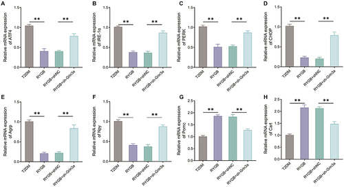 Figure 7 Knocking down Grin3a reverses the impact of RYGB on endoplasmic reticulum stress and neuropeptide levels in arcuate nucleus of T2DM rats. The mRNA expression levels of ATF4 (A), IRE-1α (B), PERK (C), CHOP (D), Agrp (E), Npy (F), Pomc (G) and Cart (H) in arcuate nucleus tissue of rats in each group were measured by qRT-PCR. **P < 0.01.