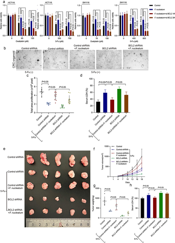 Figure 4. F. nucleatum induces chemotherapy resistance by regulating BCL2. (a) Survival of chemotherapy-treated CRC cells after F. nucleatum intervention and BCL2 inhibition was determined by CCK8 assay. (b) Representative images of CRC patient-derived organoids with F. nucleatum or BCL2 shRNA. (c) The size of proliferation on CRC patient-derived organoids was measured. (d) LDH release from CRC patient-derived organoids with F. nucleatum after BCL2 downregulation was detected. (e) Xenograft tumors in the nude mouse model were used to examine the effect of BCL2 inhibition on the chemoresistance of F. nucleatum-treated CRC cells. (f) Tumor volumes were calculated after injection every 3 days. (g) Tumor weights are represented as the means of tumor weights ± S.D. (h) The release of serum LDH in nude mice was measured. Bars indicate S.D.