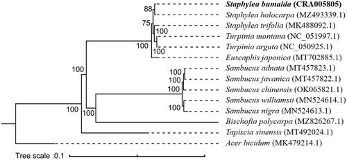 Figure 1. The maximum likelihood reconstruction of Staphylea bumalda and related species showing a monophyletic Staphyleaceae separate from taxa once considered related to Staphylea. Bootstrap values (N = 1000) are indicated at each node.