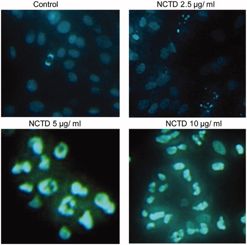Figure 3. Effect of NCTD on cytomorphology of HMC cells (×400).
